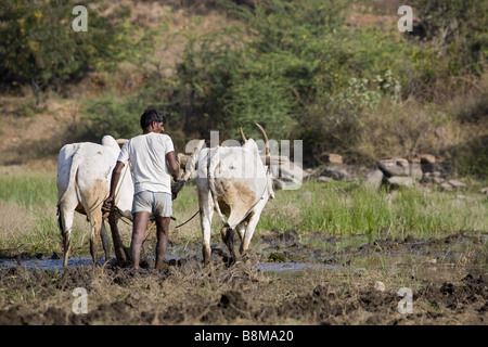 L'homme indien de labourer les rizières Banque D'Images