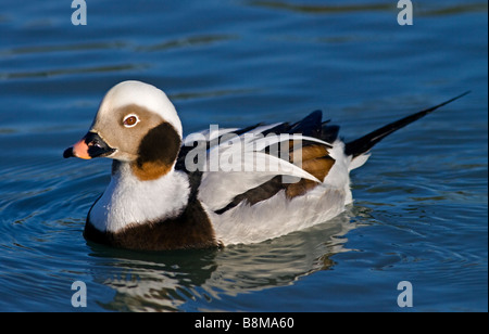 Canard longue (Drake) (Clangula hyemalis) Banque D'Images