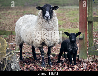 Brebis et agneau noir blanc Banque D'Images