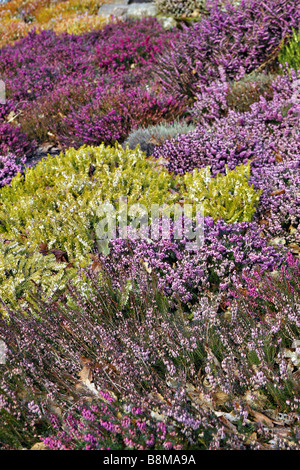 Bruyères D'HIVER MASSÉS À HARLOW CARR RHS AVEC ERICA CARNEA STARLETTE AU CENTRE D'OR Banque D'Images