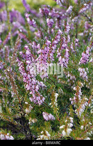 ERICA X DARLEYENSIS MARY HELEN Banque D'Images