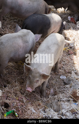 Refuser de manger les cochons en Inde Banque D'Images