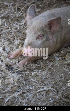 Refuser de manger les cochons en Inde Banque D'Images