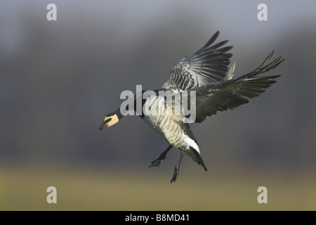 Bernache nonnette (Branta leucopsis), seule personne terres, Pays-Bas, Frise Banque D'Images