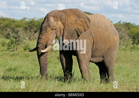 Un grand éléphant mâle d'Afrique (Loxodonta africana), le parc national de Hwange, Zimbabwe, Afrique du Sud Banque D'Images