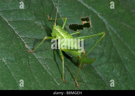 Puctatissima Speckled Bush Cricket Leptophyes UK Banque D'Images