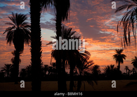 Annonces palmiers sur Sahara. Dans Banganarti Silhouette voir village près de Old Dongola et Rivière du Nil en Nubie au Soudan du nord Banque D'Images