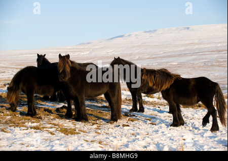 Le pâturage est tombé de la neige sur les poneys high moorland Wld Boar est tombé en arrière-plan de Cumbria Ravenstonedale Banque D'Images