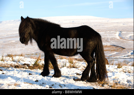 Poney fell entre pâturage sur neige high moorland Wld Boar est tombé en arrière-plan de Cumbria Ravenstonedale Banque D'Images