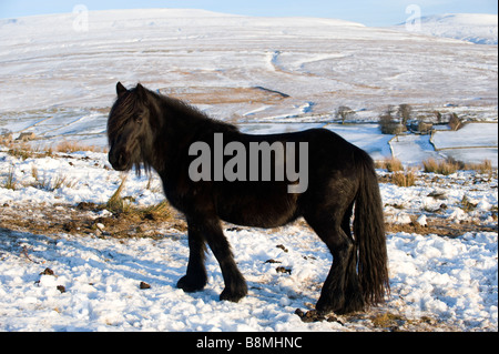 Poney fell entre pâturage sur neige high moorland Wld Boar est tombé en arrière-plan de Cumbria Ravenstonedale Banque D'Images