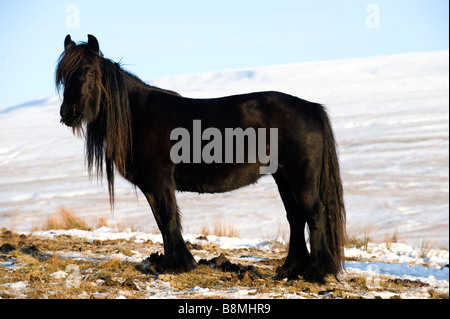 Poney fell entre pâturage sur neige high moorland Wld Boar est tombé en arrière-plan de Cumbria Ravenstonedale Banque D'Images