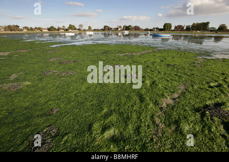 Village de Bosham, West Sussex. Vue pittoresque sur un bras de Chichester Harbour au village côtier de Bosham. Banque D'Images