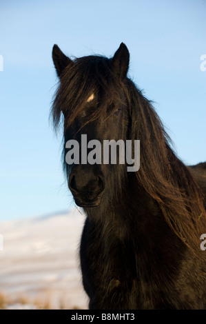 Poney fell entre pâturage sur neige Ravenstonedale high moorland Cumbria Banque D'Images