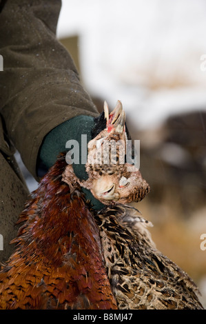 Shooter holding une paire de faisans nouvellement shot Cumbria Banque D'Images