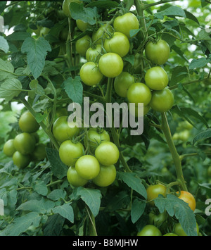Tomates vertes poussant dans un système hydroponique commercial serre Banque D'Images