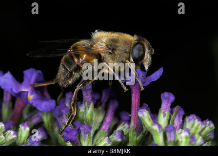 Hoverfly Myathropa florea UK Banque D'Images