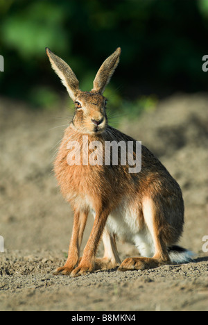 Lièvre brun Lepus europaeus UK Banque D'Images