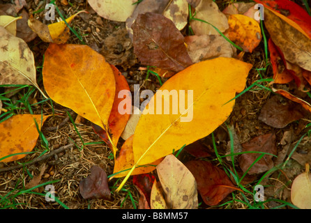 Les feuilles mortes de Nyssa sylvatica (sour gum ou noir tupelo) un Nroth native American tree noté pour sa couleur d'automne. Banque D'Images