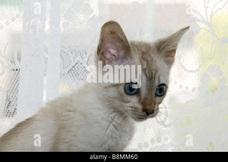 Chatons sur un fond blanc Banque D'Images