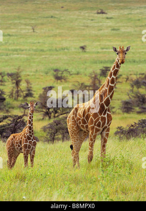 Mère et jeune girafe Banque D'Images
