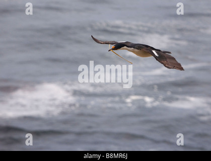 King/Impériale (Phalacrocorax atriceps albiventer Shag) survolant les îles Falkland. Banque D'Images