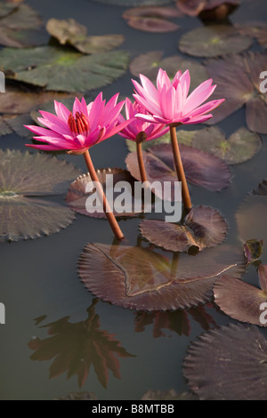 Andaman et Nicobar Inde Havelock island three red water lily fleurs en étang de ferme Banque D'Images