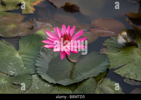 Andaman et Nicobar Inde Havelock island red water lilly fleur en étang de ferme Banque D'Images