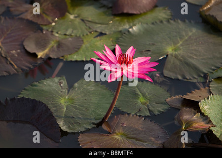 Andaman et Nicobar Inde Havelock island red water lilly fleur en étang de ferme Banque D'Images