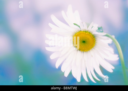 Marguerite blanche fleur Banque D'Images