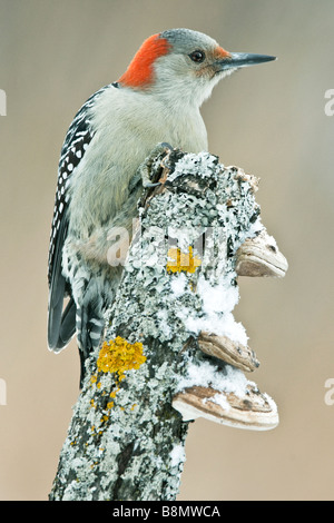 Pic à ventre roux Melanerpes carolinus, femme, l'Est de l'USA par Skip Moody/Dembinsky Assoc Photo Banque D'Images