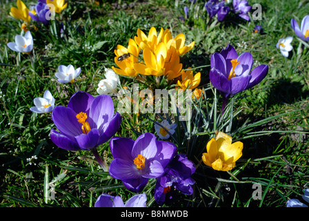 Sur une pelouse, fleurs Crocus Banque D'Images