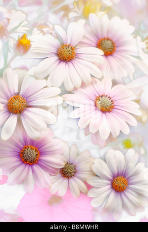 High Key African daisy Flower Bouquet Banque D'Images