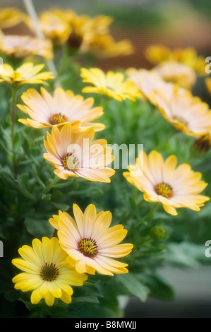 Dimorphotheca Fleurs Marguerites Jaune soleil en suspension Banque D'Images