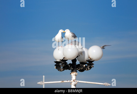 Deux mouettes dans l'amour Banque D'Images