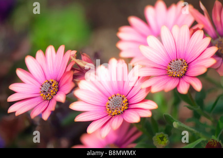 Trio d'Frowers Daisy africains Rose Banque D'Images