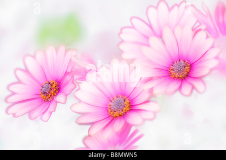 Trio d'Frowers Daisy africains Rose, Haute Image clé Banque D'Images