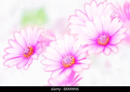 Trio d'Frowers Daisy africains Rose, Haute Image clé Banque D'Images