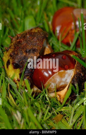 Conkers dans des obus avec un fond d'herbe Banque D'Images