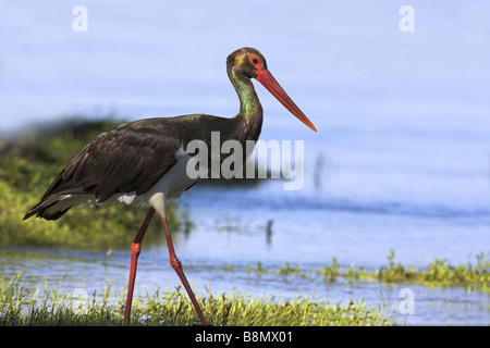 La cigogne noire (Ciconia nigra), l'alimentation à la rive du lac, la Grèce, l'Kerkini-See Banque D'Images