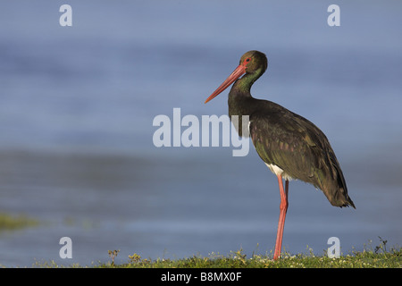 La cigogne noire (Ciconia nigra), un comité permanent de la rive du lac, la Grèce, l'Kerkini-See Banque D'Images