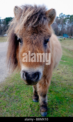 Un poney Shetland dans le New Forest Banque D'Images