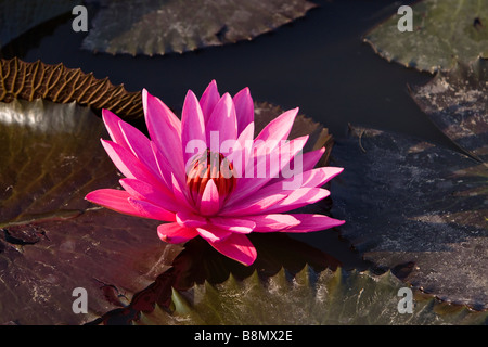 Andaman et Nicobar Inde Havelock island red water lily fleur en étang de ferme Banque D'Images