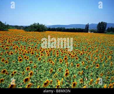 Politique du tournesol (Helianthus annuus), champ de tournesol dans la Provence, France Banque D'Images