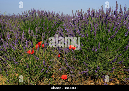 La lavande (Lavandula angustifolia), champs de lavande, de coquelicots, France, Verdon Banque D'Images