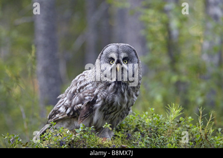 La Chouette lapone (Strix nebulosa), assis sur une petite colline dans la forêt, en Finlande Banque D'Images