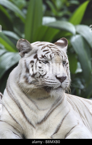 Tigre du Bengale (Panthera tigris tigris), forme blanche Banque D'Images