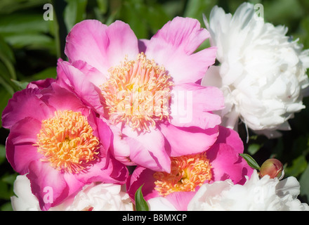 Fleurs de pivoine rose et blanc en fleur dans le jardin Banque D'Images