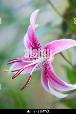 Fleur de lys Oriental pinte Heirloom Close-up Banque D'Images