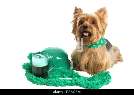 Un adorable chiot yorkshire habillé pour St Patrick s Day et assis à côté d'un chapeau melon vert et la bière verte fond blanc Banque D'Images