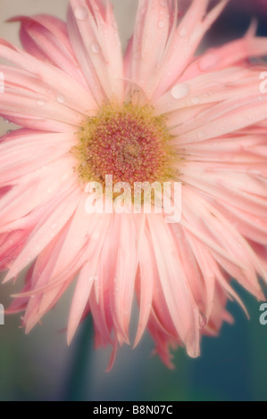 Gerber rose Flower Close-up Banque D'Images